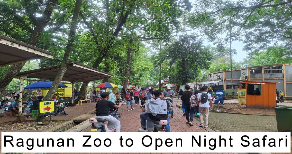 Ragunan Zoo to Open Night Safari
